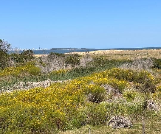 green grass landscape